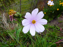 Cosmos peucedanifolius