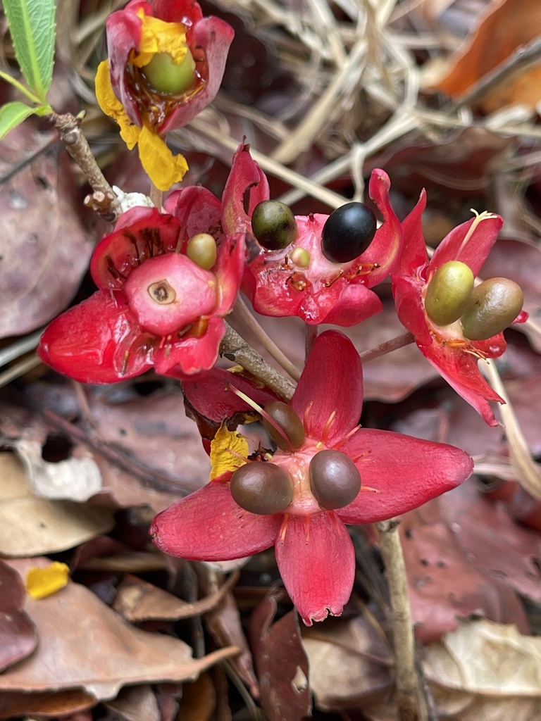 Ochna leptoclada