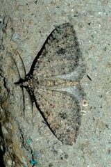 Helastia semisignata