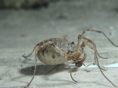 Odiellus lendlii