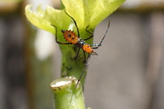 Leptoglossus gonagra