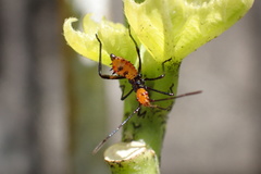 Leptoglossus gonagra