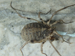 Odiellus lendlii