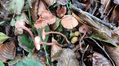 Laccaria laccata affinis