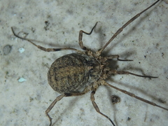 Odiellus lendlii
