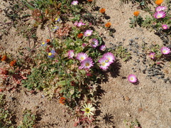 Cleretum hestermalense