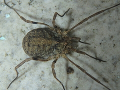 Odiellus lendlii