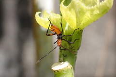 Leptoglossus gonagra