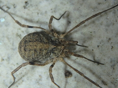 Odiellus lendlii