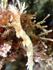 Bornella hermanni