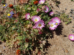 Cleretum hestermalense