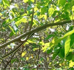 Psammophis orientalis