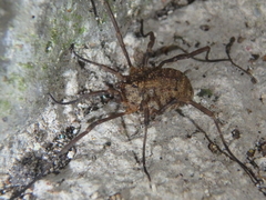 Odiellus lendlii