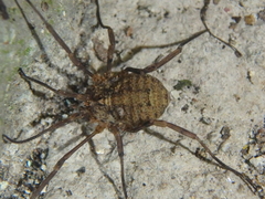Odiellus lendlii
