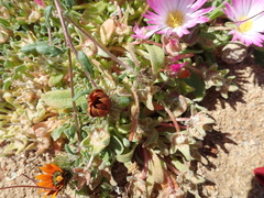 Cleretum hestermalense