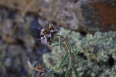 Cronquistianthus lavandulifolius