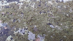 Solenopsora holophaea