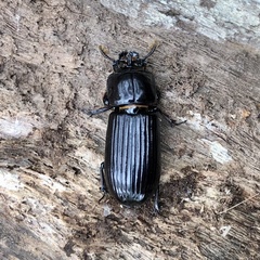 Aulacocyclus edentulus