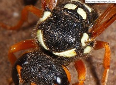 Onychopterocheilus eckloni