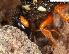 Onychopterocheilus eckloni