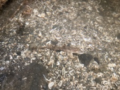 Podothecus accipenserinus