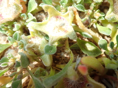 Cleretum hestermalense