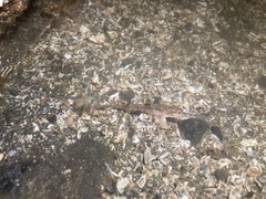 Podothecus accipenserinus