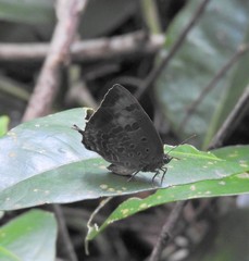 Arhopala madytus