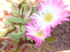 Cleretum hestermalense