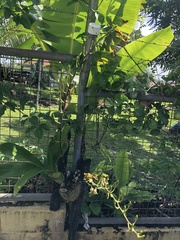 Grammatophyllum elegans