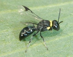 Hylaeus primulipictus