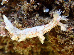 Bornella hermanni