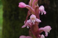 Satyrium nepalense