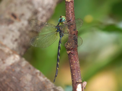 Gynacantha subinterrupta