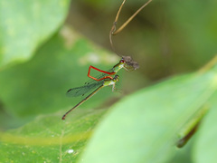 Ceriagrion chaoi