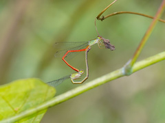 Ceriagrion chaoi