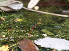 Ceriagrion chaoi