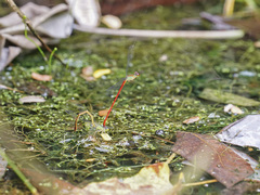 Ceriagrion chaoi
