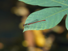 Ceriagrion chaoi