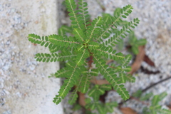 Phyllanthus niruri