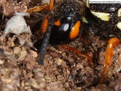 Onychopterocheilus eckloni