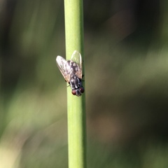 Musca vetustissima