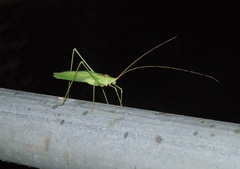 Acrometopa servillea