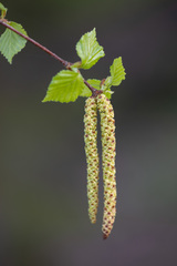 Betula × aurata