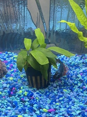 Anubias barteri glabra