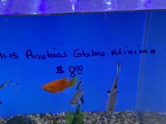 Anubias barteri glabra