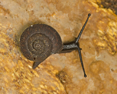Ramogenia challengeri