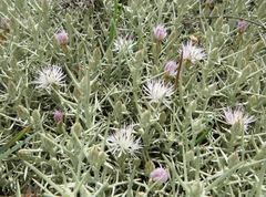 Centaurea horrida