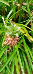 Ananas comosus microstachys