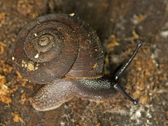 Ramogenia challengeri